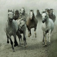 /album/galleria-fotografica/a527783-314244885319355-100002015389528-700024-1649008744-n-jpg/