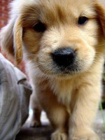 /album/galleria-fotografica/labrador-jpg/