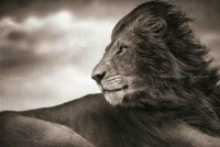 /album/galleria-fotografica/lion-jpg/