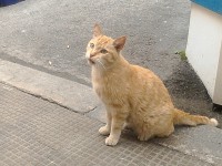 /album/galleria-fotografica/micia-jpg/