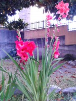 /album/galleria-fotografica/flowers-jpg/