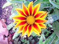 /album/galleria-fotografica/img-20120622-090944-jpg/