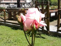 /album/galleria-fotografica/rosa-rosa-jpg/